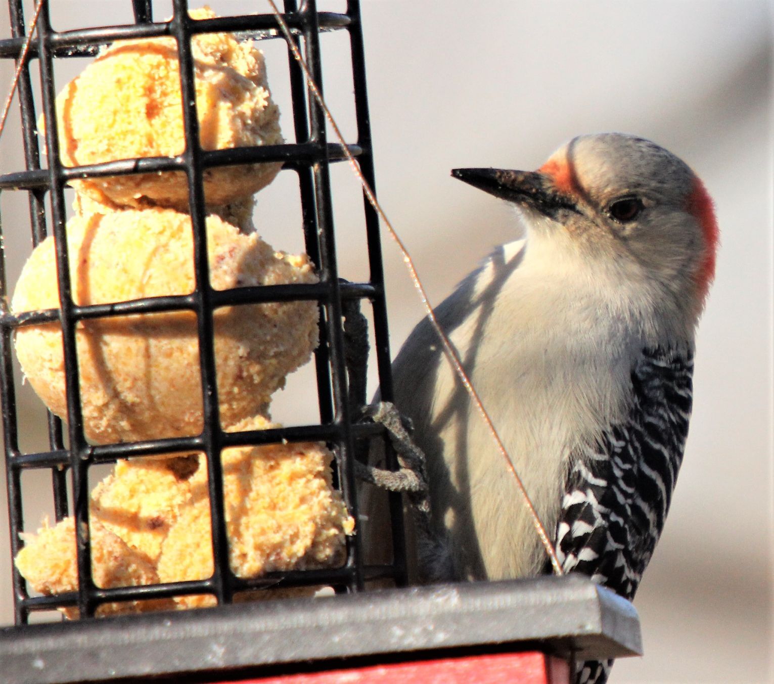 Red-bellied